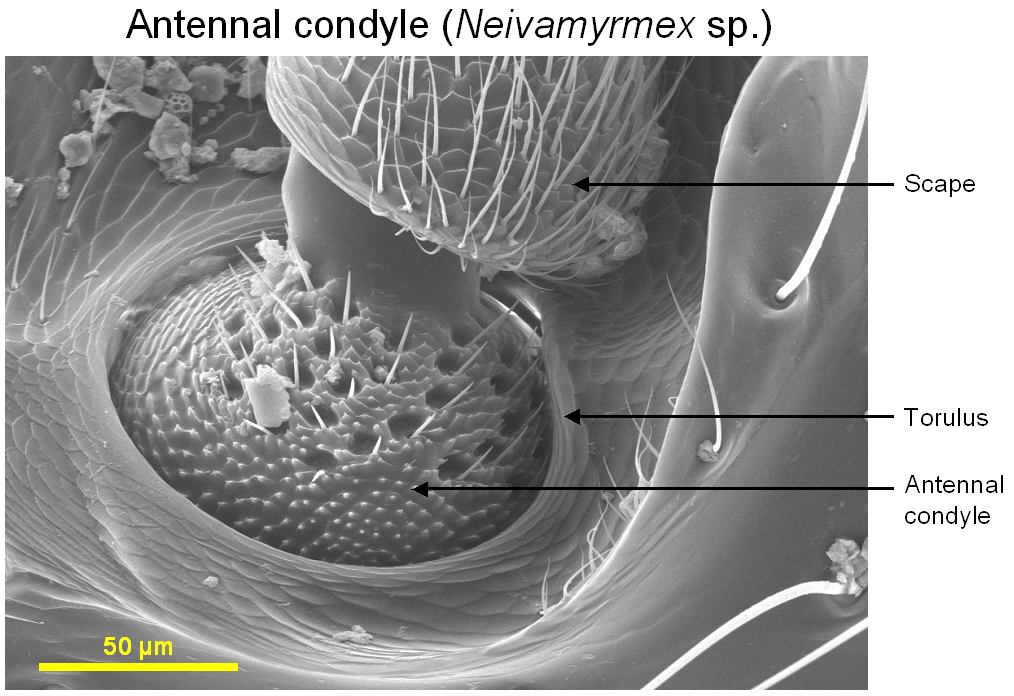 Fig020_antennal condyle